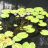 Фото профиля 想影橋
