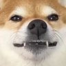 Valto 🇨🇭's profile picture