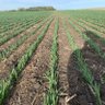 SaskFarmGuy profil fotoğrafı