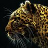 Nobody#cares's profile picture