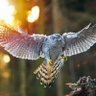 HillObscuresView profil fotoğrafı