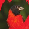 Profilbild von RedSiskin