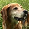 ごうごうちょび profil fotoğrafı