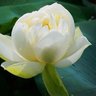 དགའ་ལྡན། Tuṣita 的头像