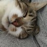 Catslife 💙🌹🇪🇺🇬🇧✊ profil fotoğrafı