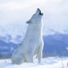 Canislupus's profile picture