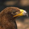 Фото профиля Águila Imperial