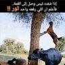 ابو محمد 的头像