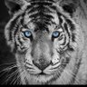 Profilbild von suresh