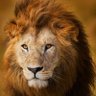 laguarida 🇪🇸 🇪🇺's profile picture