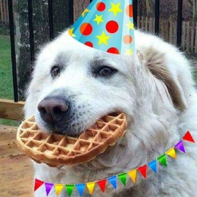 Heckin Good Dogs's profile picture