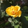 Фото профиля おねがいします