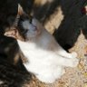 こてこてこっこ profil fotoğrafı
