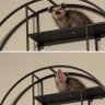 blep's profile picture