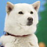 マヌちゃん (MANU-chan)'s profile picture