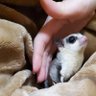メソ山物見遊山 的头像