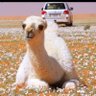 hamooidd profil fotoğrafı