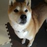 ミツエ🐕🐶⚾'s profile picture