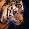 Profilbild von عز يامال العز