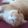 USAウサ profil fotoğrafı