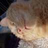 Profilbild von MsFloofPotato