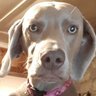 Liadain Weimaraners profil fotoğrafı