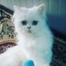 Fatoom AL sultan profil fotoğrafı