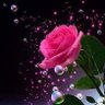 Фото профиля عائشه 🌸