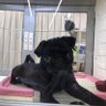 Фото профиля パグの飼い主さん