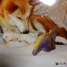 Фото профиля ねここねこ♂