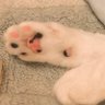 Фото профиля にゃんきち