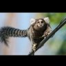 Ouistiti du paris 🐒 profil fotoğrafı