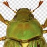 Profilbild von green_bug