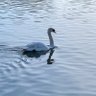 Фото профиля flock
