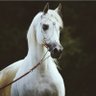 Фото профиля دهّام