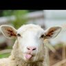 MMA sheep's profile picture