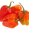 Zepiss 🌶 的头像