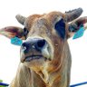 Horsebull 的头像
