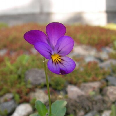 ichiguu's profile picture
