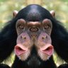 Фото профиля 🐒Señor Mono🐒💫