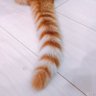 Фото профиля ねこかん