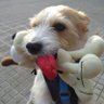 Profilbild von Olvidadiza!