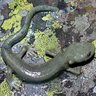 Фото профиля Tritó del Montseny 🦎