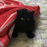Catfud profil fotoğrafı