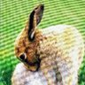 Eadaoin de Oirghioll's profile picture