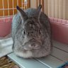Profilbild von うまる