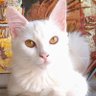 Фото профиля Raimunda de oliveira