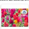 Alstona profil fotoğrafı