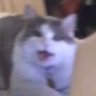 Profilbild von COSTCAPPEN 4EVER