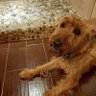 Tazmanian Terrier's profile picture
